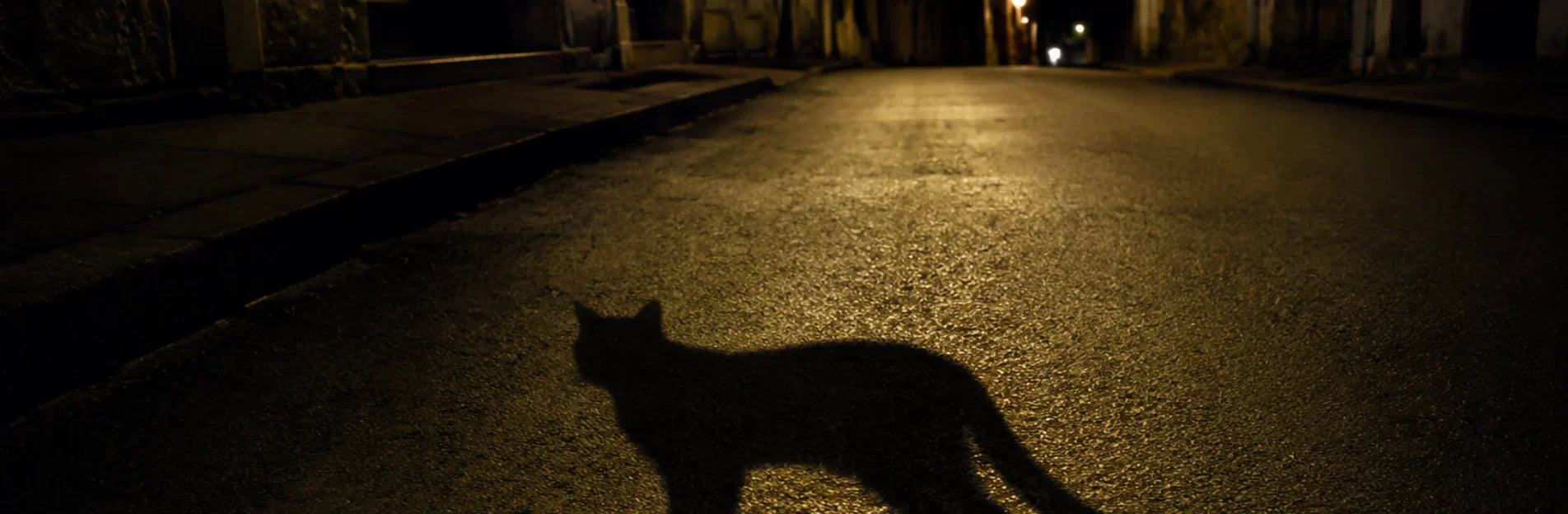 Le chat noir en Islam