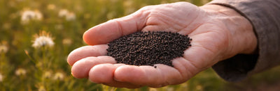 La graine de nigelle en Islam : hadith & versets
